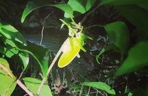 Nightwalk Monteverde by Pablos natural tour