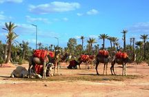 Casablanca To Marrakech Private VIP Day Trip With Camel Ride