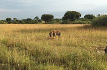 Queen Elizabeth Open Safari Jeeps for game drives.