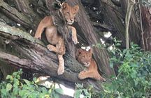 Queen Elizabeth Open Safari Jeeps for game drives.