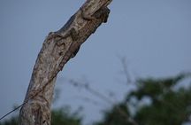 Minneriya National Park Safari | Jeep with Tickets