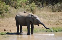 Udawalawe Safari Day Tour from Bentota and its' surrounding areas