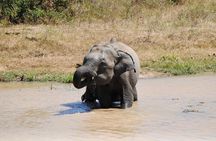 Udawalawe Safari Day Tour from Bentota and its' surrounding areas