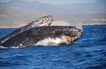 Whale Watching with Lunch and transportation included