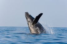 Whale Watching with Lunch and transportation included