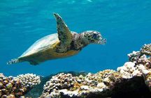 Private Abu Dabbab Snorkeling with Turtles W/Transfer - Hurghada