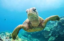 Private Abu Dabbab Snorkeling with Turtles W/Transfer - Hurghada