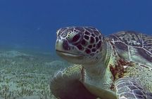 Private Abu Dabbab Snorkeling with Turtles W/Transfer - Hurghada