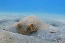 Marsa Mubarak Full Day and one intro Diving With Lunch, Transfer - Marsa Alam