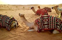 Dubai evening desert safari and camp with dinner