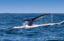 Full-Day Whale Watching and Wine Region Experience from Cape Town