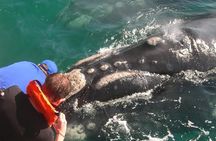 Full-Day Whale Watching and Wine Region Experience from Cape Town