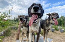 Sled Dog Kennel Tour 