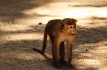 Hurulu Eco Park Safari | Jeep with Tickets