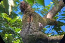 Rio Celeste Rain Forest Tour