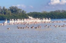 Exclusive Kayak Expedition: Exploring the Mangroves to Shell Key 