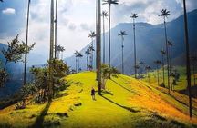 Cocora Valley, Salento and Coffee Farm Day Tour 