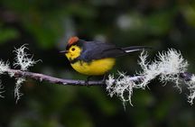 5-Hour Birdwatching and Photography Tour in Monteverde