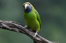 5-Hour Birdwatching and Photography Tour in Monteverde