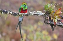 5-Hour Birdwatching and Photography Tour in Monteverde