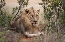 Full Day Big 5 Aquila Safari Private Transfers Including Park Fee From Cape Town