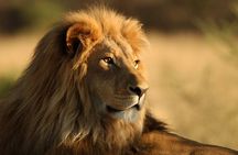 Full Day Big 5 Aquila Safari Private Transfers Including Park Fee From Cape Town