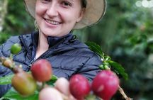 Cocora Valley, Salento and Coffee Farm Day Tour 