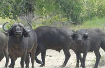 Game Drive Morning & Afternoon