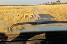 Game Drive Morning & Afternoon