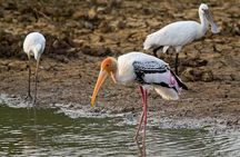 3 Days Private Tour of Yala Safari/ Ella/ Kandy - All Inclusive