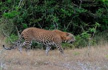 GO WILD! Double Safari Day Trip (Yala & Udawalawe) - Private & All Inclusive 