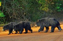 GO WILD! Double Safari Day Trip (Yala & Udawalawe) - Private & All Inclusive 
