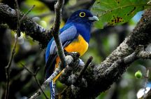 Wildlife Safari Boat Tenorio, Excellent bird watching tour
