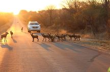  Kruger National Game Park three day PRIVATE Tour 
