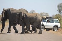 Pilanesberg National Park Safari, BIG 5 Full Day