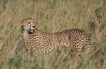 7 Days Mid Range Tanzania Wildlife Safari