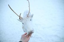 Husky and Reindeer farms visit with sleigh rides
