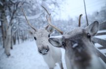 Husky and Reindeer farms visit with sleigh rides
