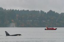 Whale Watching Tour in a Zodiac Boat in Victoria