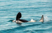 Whale Watching Tour in a Zodiac Boat in Victoria