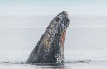 Whale Watching Tour in a Zodiac Boat in Victoria