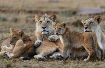 3-Day Masai Mara Group Joining Safari Adventure