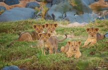 Private Full Day Safari (10 hours) in Kruger National Park 