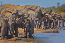 Private Full Day Safari (10 hours) in Kruger National Park 