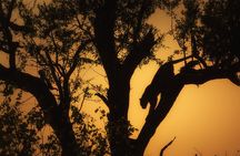 Private Full Day Safari (10 hours) in Kruger National Park 