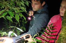 Night Walk Experience in Wildlife Refuge Monteverde
