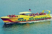 Small Group Clearwater Beach&Dolphin Watch Day Tour from Orlando