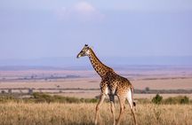 7 Days Best of Kenya Wildlife Safari