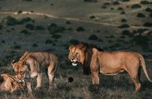 7 Days Best of Kenya Wildlife Safari