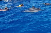 Private Speed Boat Tour and Dolphin Encounter at Ile aux Benitier
